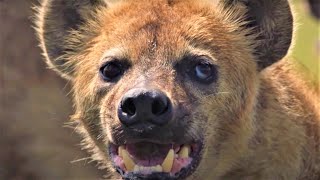 HairRaising Hyena Moments  BBC Earth [upl. by Whitson]