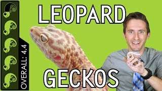 Leopard Gecko The Best Pet Reptile [upl. by Esyahc212]