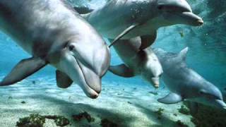 Relax Music  Nature and Dolphins  Natura e Delfini [upl. by Jac]