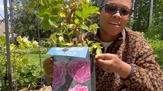 HOW TO PLANT A CLIMBING ROSE AND CLEMATIS ON THE SAME ARBOR [upl. by Galvan]