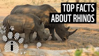 Top 10 Rhino Facts  Animal Fun Facts  WWF [upl. by Aymer]