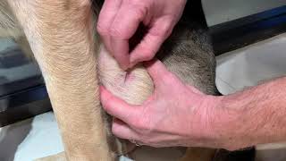 Superficial skin scraping technique in a dog [upl. by Pompea951]