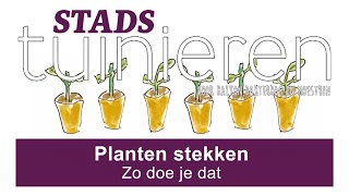 Stadstuinieren  Planten stekken  Zo doe je dat moestuin [upl. by Euqinahs]