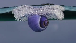 Purple Sea Snail [upl. by Atrahc]