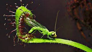 Top 20 Carnivorous Plants That Eat Animals [upl. by Ojyram]