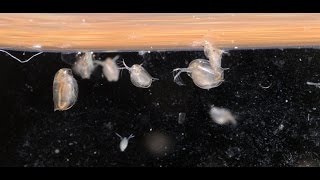 Culturing DaphniaTuesday Tip [upl. by Razatlab693]