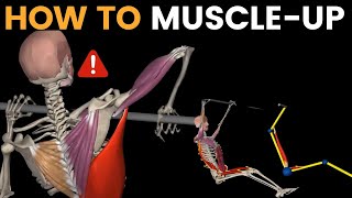 How To Perform The Muscle Ups  Anatomy amp Biomechanics view [upl. by Zaller]