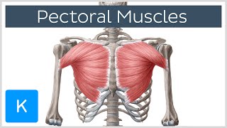 Pectoral Muscles Area Innervation amp Function  Human Anatomy  Kenhub [upl. by Olocin287]