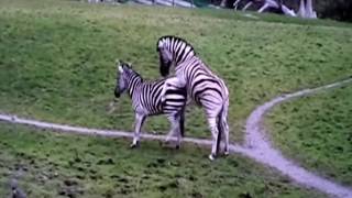 Zebra mating  Must watch HD Full [upl. by Akimal]