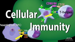 Cellular Immunity  Adaptive Immunity part 1 Animation [upl. by Zingg]