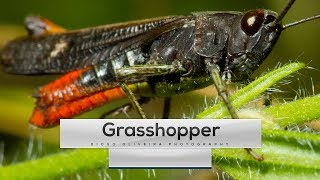 Grasshopper Sound  1min onWILD Ep1  DiogoOliveiraPhotography [upl. by Andromede]