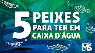 5 peixes para criar em caixa dágua  aquaponia [upl. by Yenaj572]