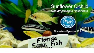 Sunflower Cichlid Neolamprologus Helianthus Fincasters Episode 123 [upl. by Ara]