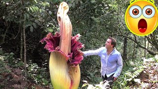 10 Carnivorous Plants Eat Everything From Insects to Mammals [upl. by Friederike236]