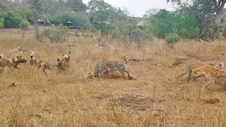 Leopard vs Wild Dogs vs Hyenas vs Impala [upl. by Dena]