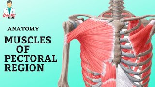 Anatomy  Muscles of Pectoral Region  A Quick Overview [upl. by Renato830]