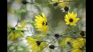 Plant Review Perennial Sunflower Helianthus angustifolius [upl. by Liatris554]