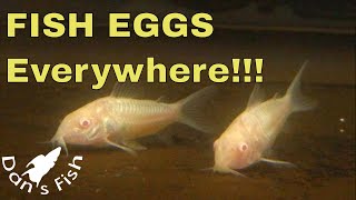 Albino Corydoras Breeding amp Raising [upl. by Avelin]