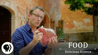 FOOD  DELICIOUS SCIENCE  The Maillard Reaction The Science Of The Sizzle  Clip  PBS Food [upl. by Enirbas]