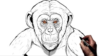 How To Draw a Chimpanzee  Step By Step [upl. by Aggarwal65]