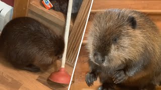 This beaver uses a plunger for building his unique dams [upl. by Trautman]