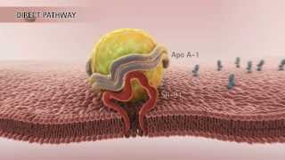 Physiology of Lipoproteins Cholesterol [upl. by Annot]