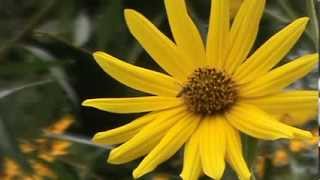 Minnesota Native Plant  Maximilian Sunflower Helianthus Maximiliani [upl. by Honora]