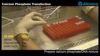 Calcium Phosphate Transfection [upl. by Nadaha]