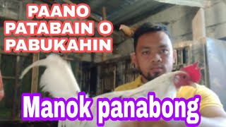 PAANO PATABAIN O PABUKAHIN ANG MANOK PANABONG40 DAYS LANG [upl. by Franky]