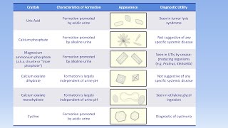 Interpretation of the Urinalysis Part 3  Microscopy and Summary [upl. by Mercuri]