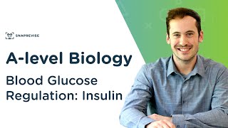 Blood Glucose Regulation Insulin  Alevel Biology  OCR AQA Edexcel [upl. by Adorl]