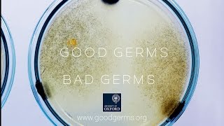 Good Germs Bad Germs [upl. by Ayotahc]