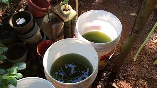 How to grow Green Water Algae [upl. by Mandie]