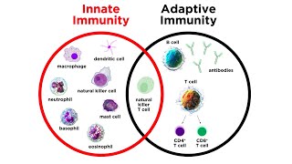 Introduction to Innate Immunity [upl. by Leitao]