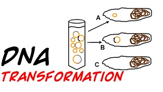 DNA transformation in bacteria [upl. by Erastus]