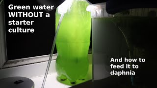 Green Water WITHOUT a Starter Culture  From Scratch  How To [upl. by Anifesoj]