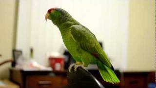 Talking Amazon Parrot [upl. by Arbed]