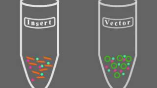 Key Steps of Molecular Cloning [upl. by Nelleus]