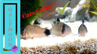 How to Care for Corydora Catfish [upl. by Jephthah]