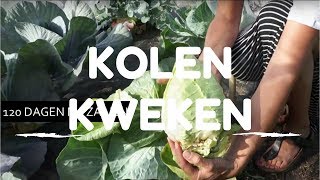 Kolen kweken van zaaien tot oogsten [upl. by Vevay518]