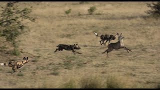 Wild dogs Hunting Waterbuck [upl. by Forester]