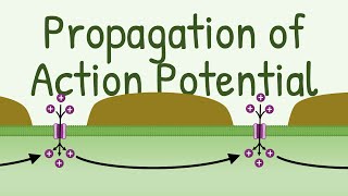 Propagation of Action Potential [upl. by Bryan]