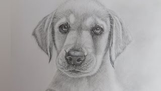 How to Draw a Realistic Puppy Dog Labrador Retriever [upl. by Mellisa919]