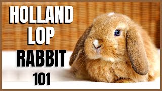 Holland Lop Rabbit 101 [upl. by Aihseya778]