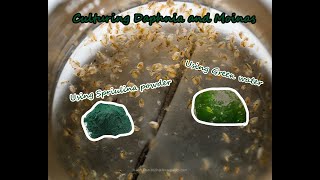 How To Culture Daphnia and Moinas using Green Water Spirulina powder [upl. by Lev]