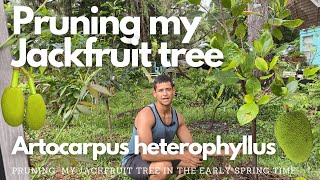 Pruning my Jackfruit tree  Artocarpus heterophyllus [upl. by Sinnoda979]