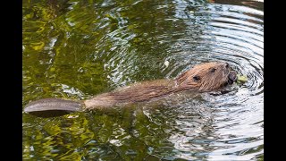 Beaver Building A Dam [upl. by Annauqaj943]