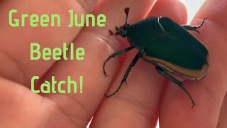 Green June Beetle Catch [upl. by Edorej]