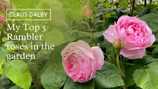 My top 5 Rambler roses in the garden [upl. by Nealon]