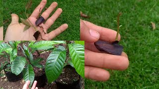 How to plant mahogany seeds in 2 ways [upl. by Wulfe775]